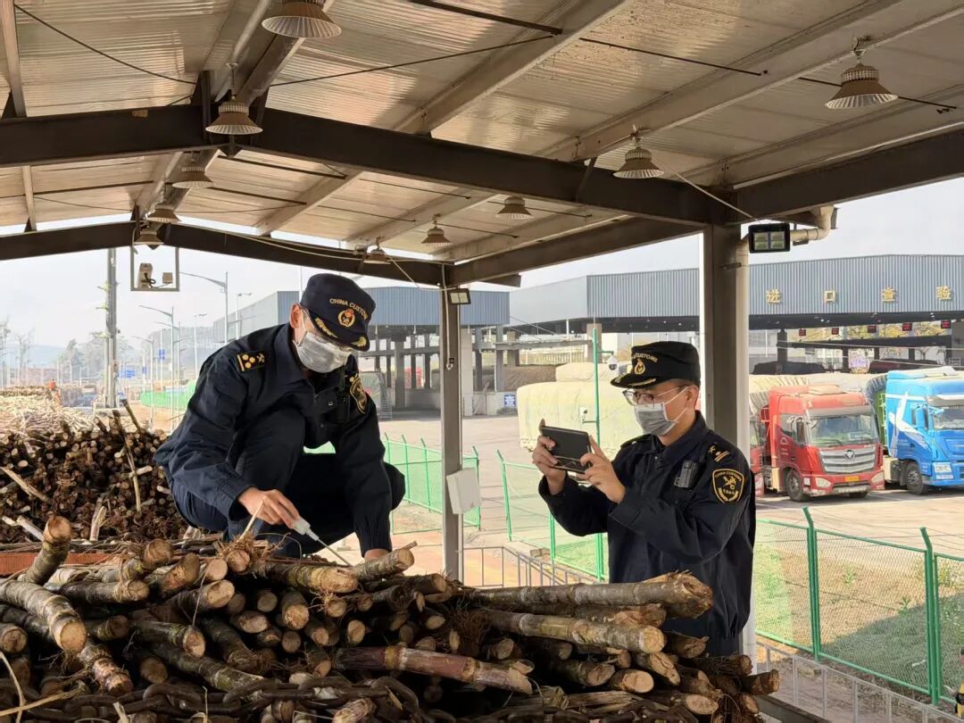 海关关员在孟定清水河口岸监管进口甘蔗 章容炜 摄.jpg