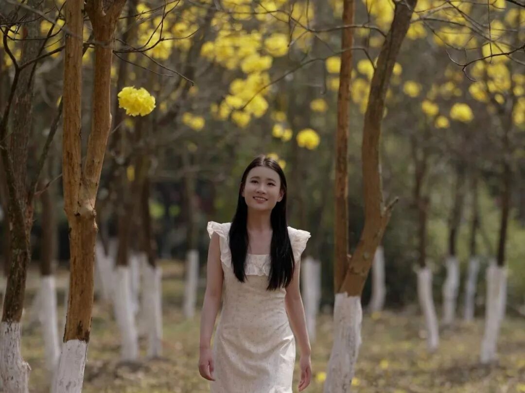 黄花风铃木 (2).jpg