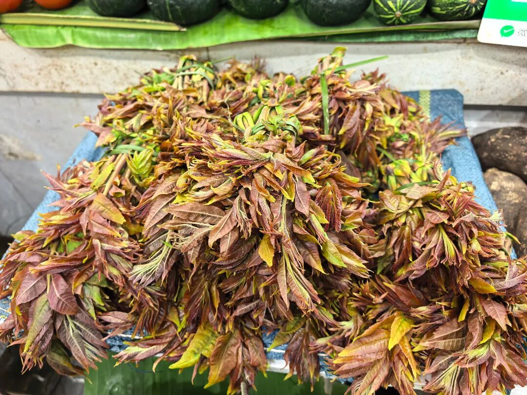 香椿（来源：张之译 施诗）.jpg