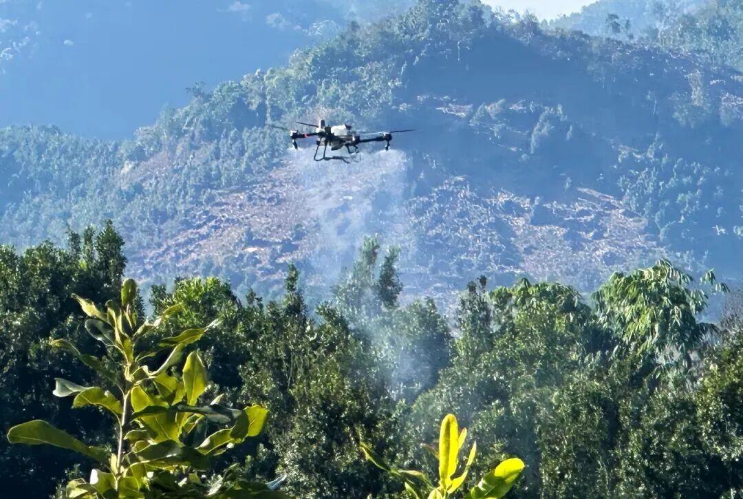 镇康无人机“飞防”坚果林.jpg