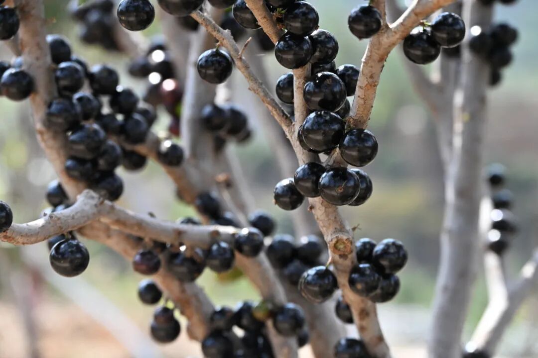 嘉宝果3（德党镇环城路  2026.4.9）.JPG