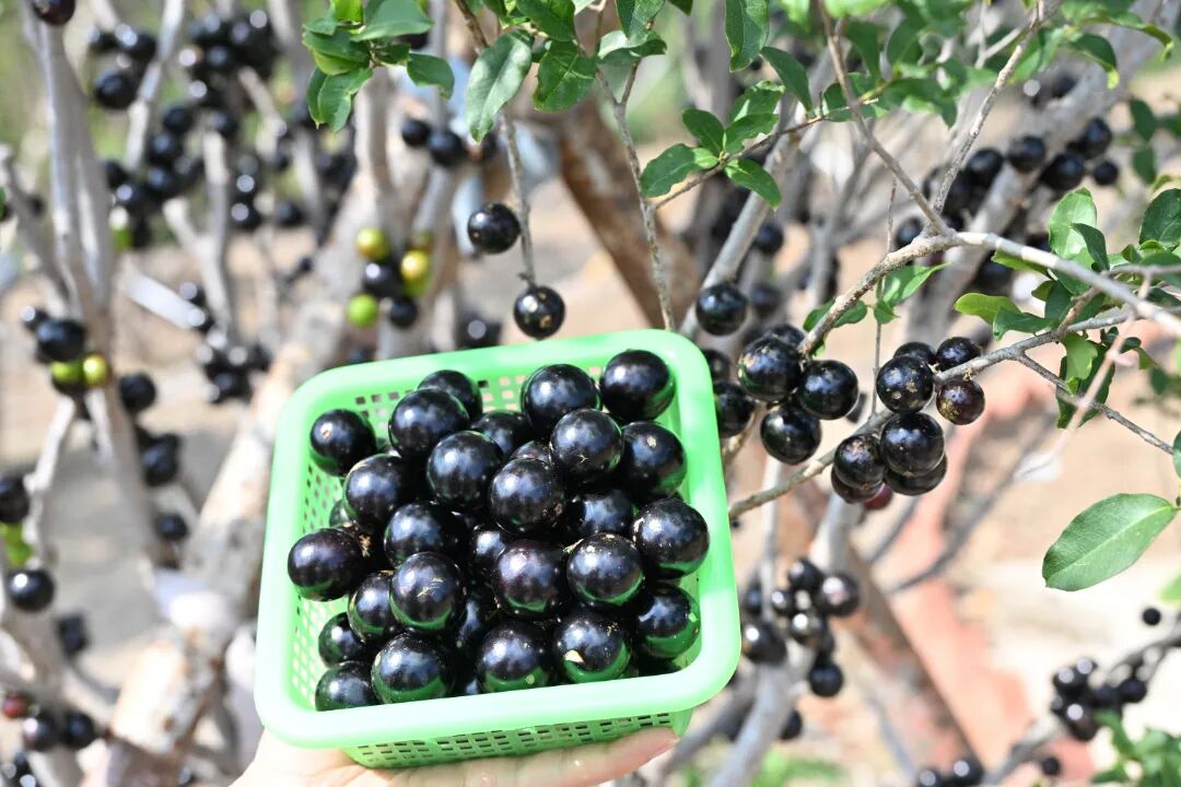 嘉宝果5（德党镇环城路  2026.4.9）.JPG