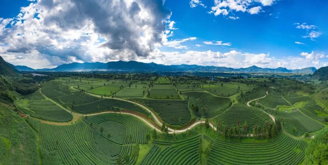 耿马县撒马坝6万亩茶海。（来源：耿马融媒）.jpg