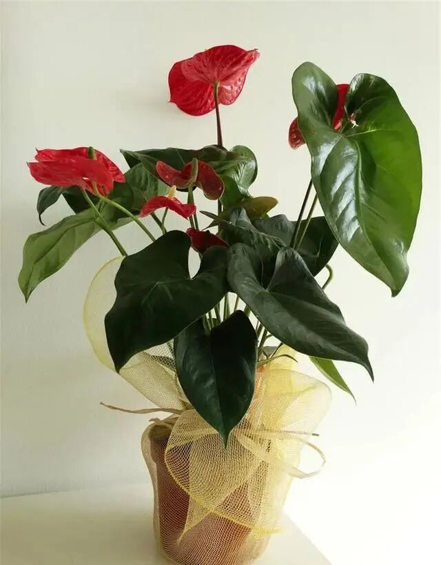 一年四季都开花的八大名花 常年花开不断 养花人怎能不喜欢 全网搜