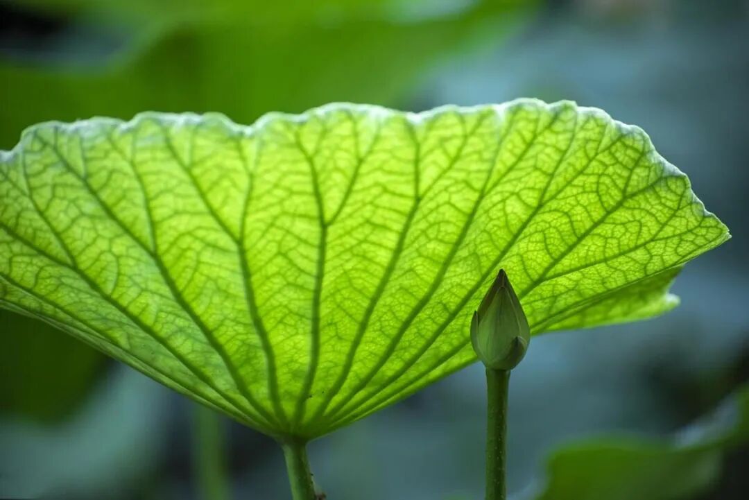 荷叶拍出高级感,手机拍照有妙招,照片美出新高度