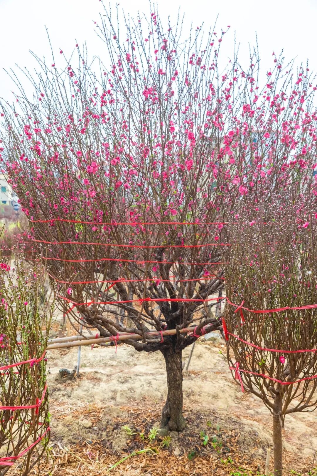 ▲ 以上图片 赖家乐 摄