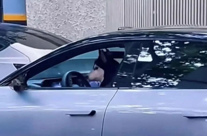Shanghai Woman Penalized for Letting Dog 'Drive' Car with Auto-Park