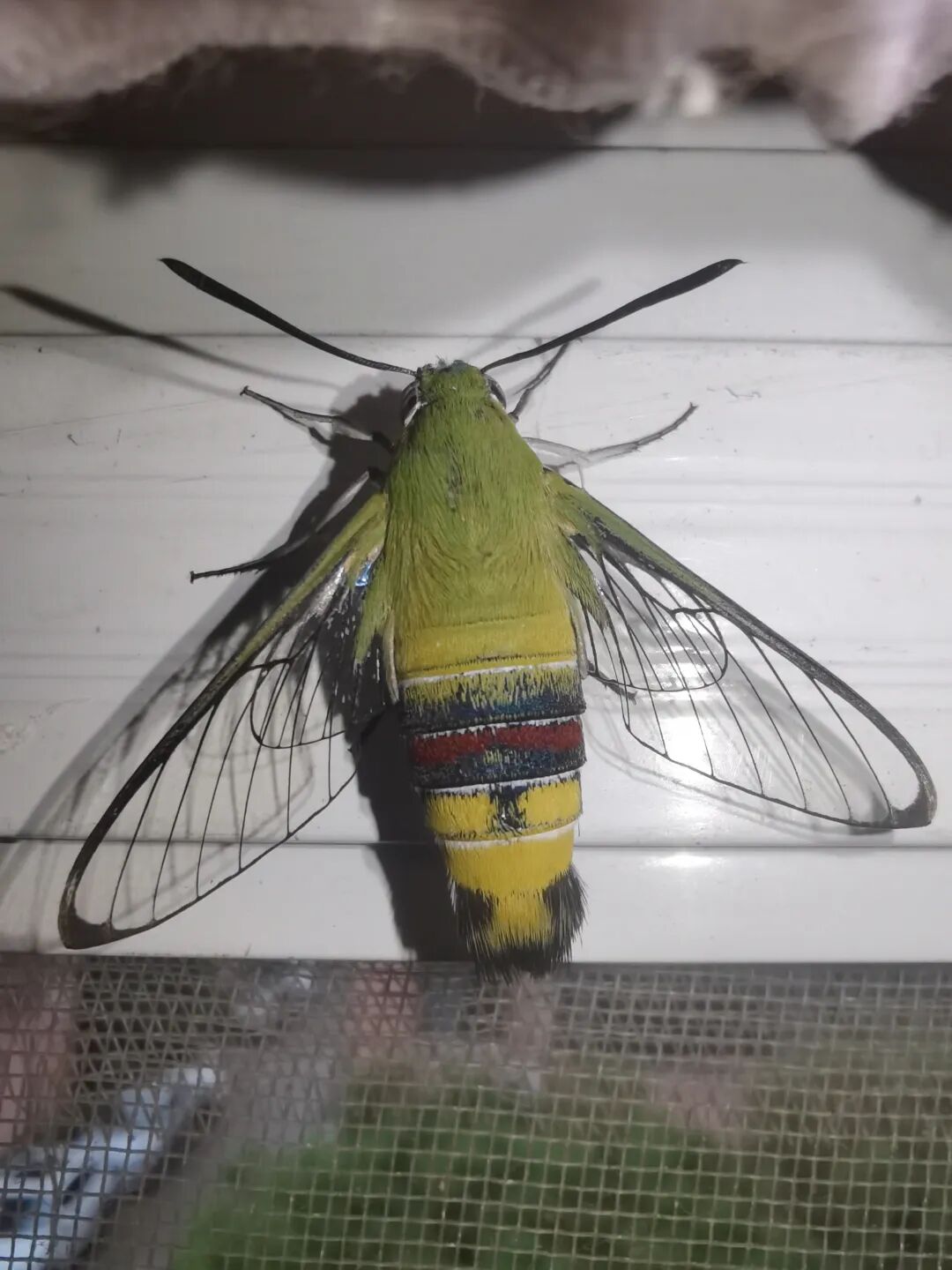 不是蜂鸟,是咖啡透翅天蛾cephonodes hylas linnaeus, 1771