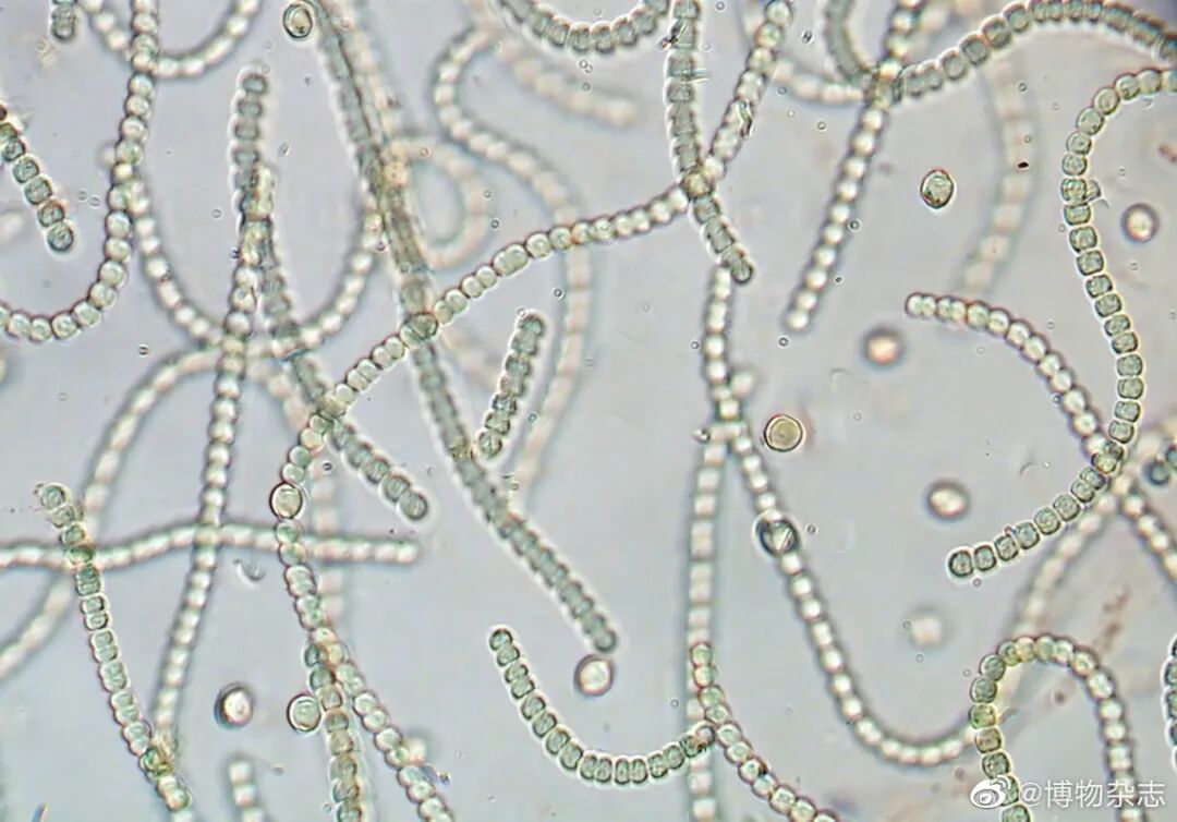 这种常见野菜有毒不要吃颠覆你认知的生物地皮菜普通念珠藻