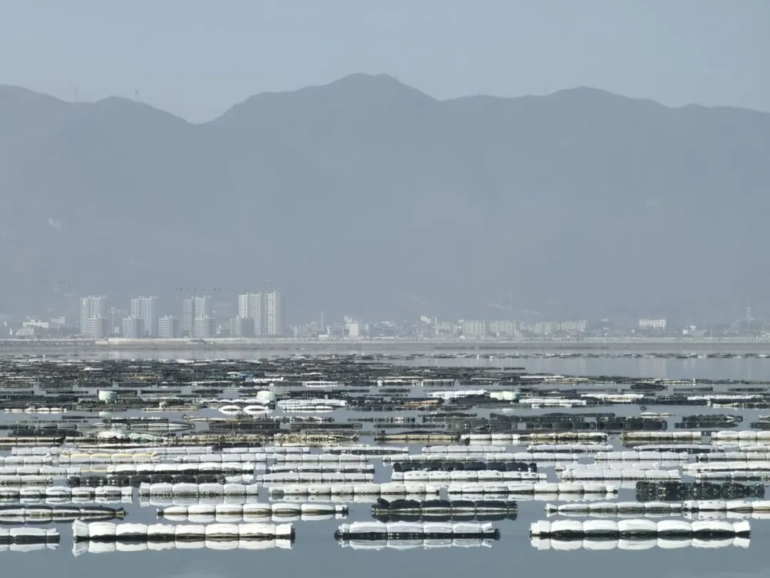 这个春节去宁波西店吃牡蛎鲜掉眉毛