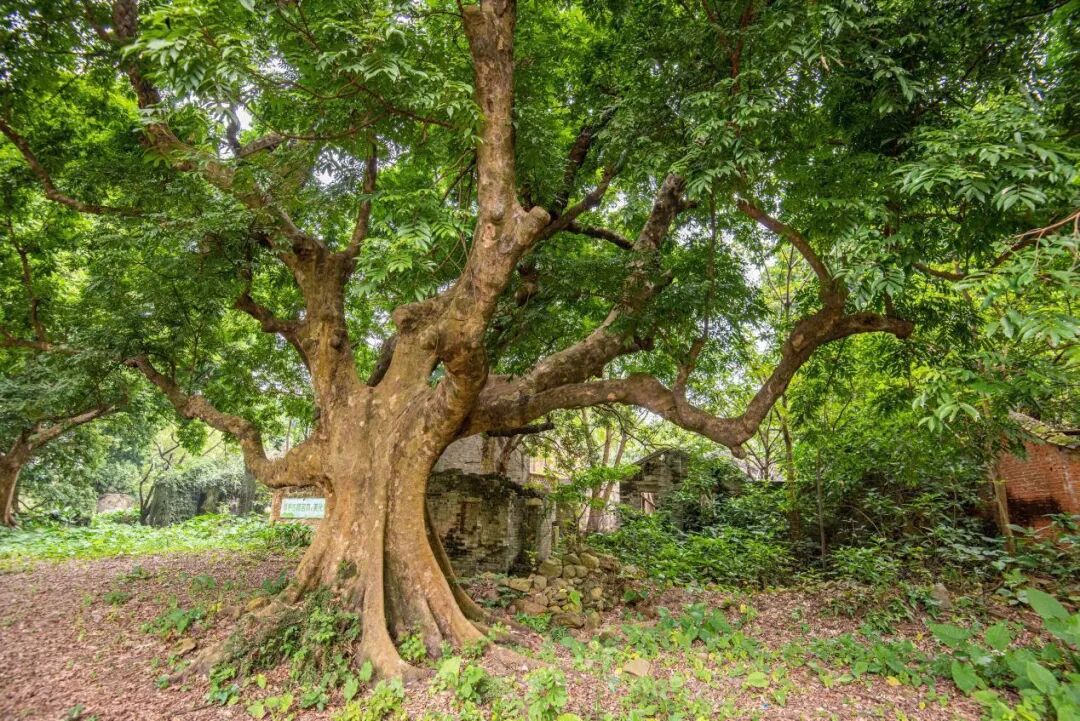 佛山新发现荔枝古树群