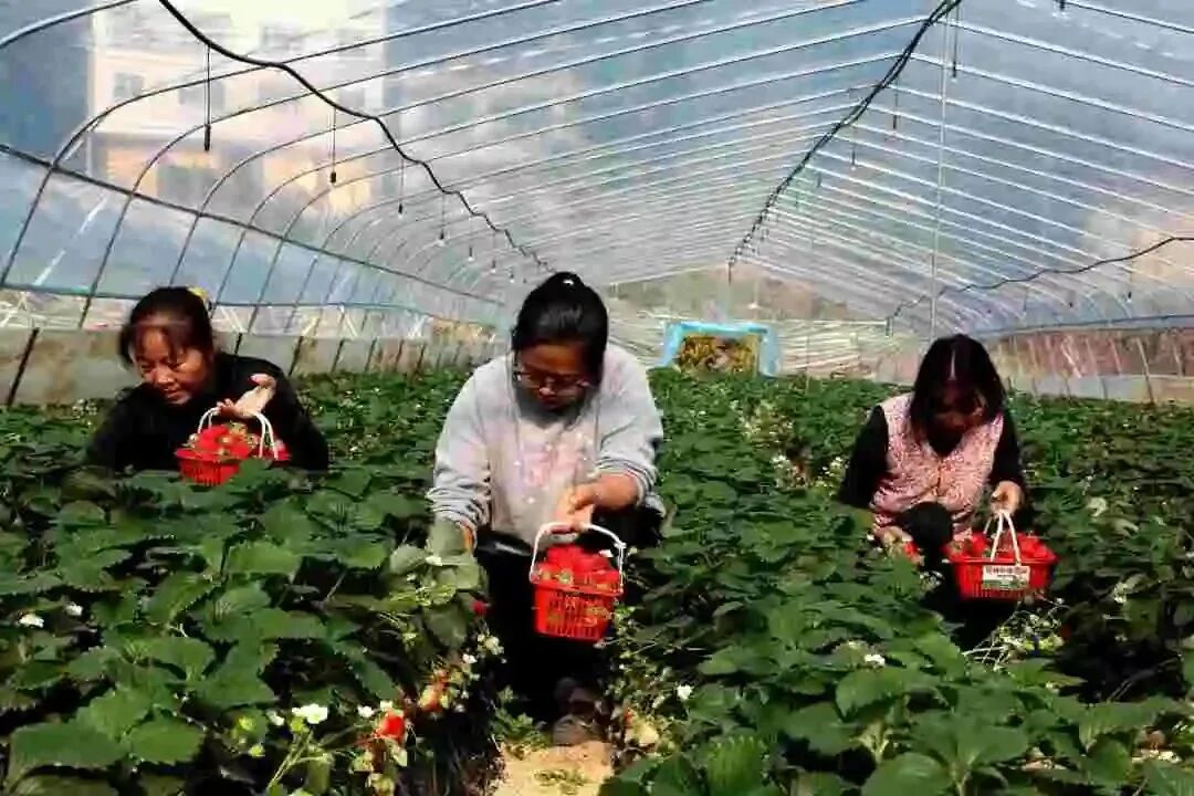 巫山乡镇可以采摘草莓的地方