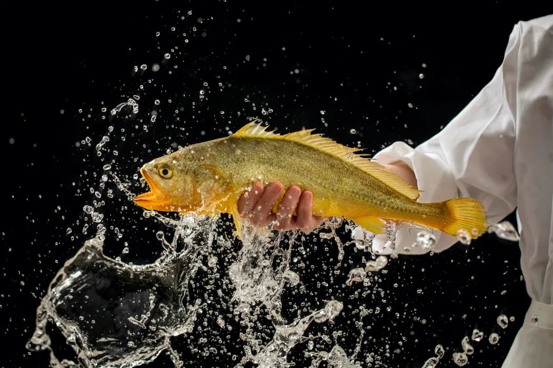 闽味100｜这个“最佳食材”，谱写着连江定海湾的“国鱼”传奇