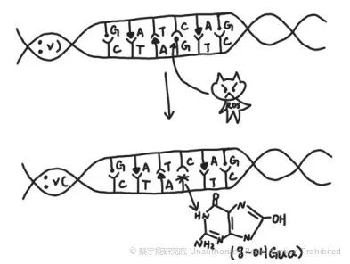 当代岐黄医理科学解读（三十三）：被忽视的DNA损伤指标，为何如此关键？(图8)