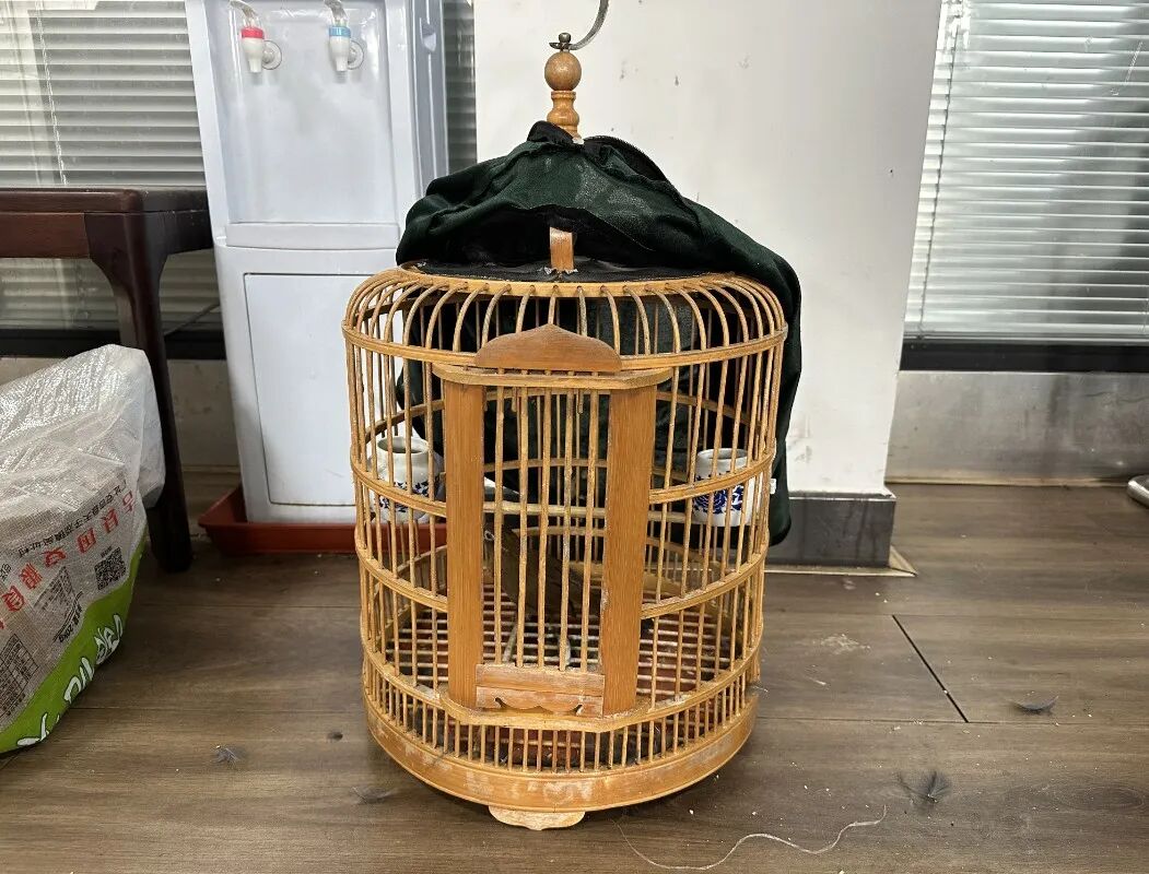 同样"爱鸟"的老乡平时会带着简易捕鸟工具出去捕鸟很喜欢画眉鸟经查