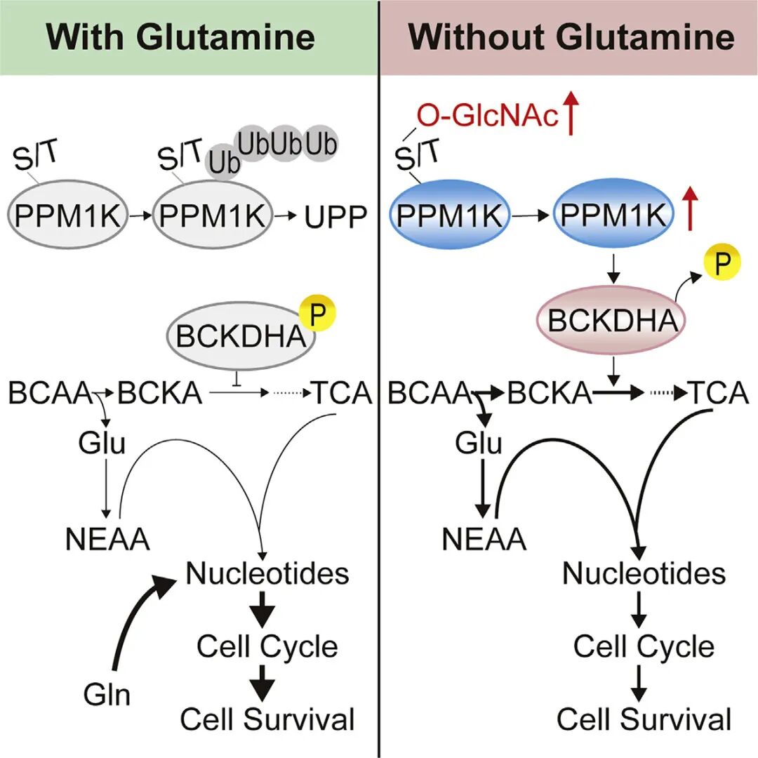 缺乏谷氨酰胺條件下，支鏈氨基酸分解代謝影響肝細胞癌進展機制