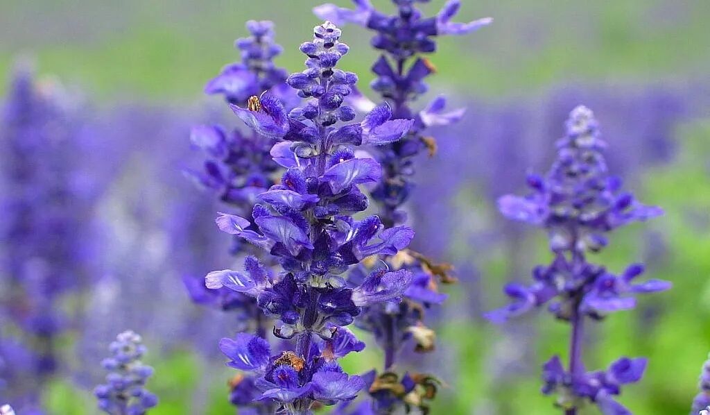 薰衣草枕头不安神