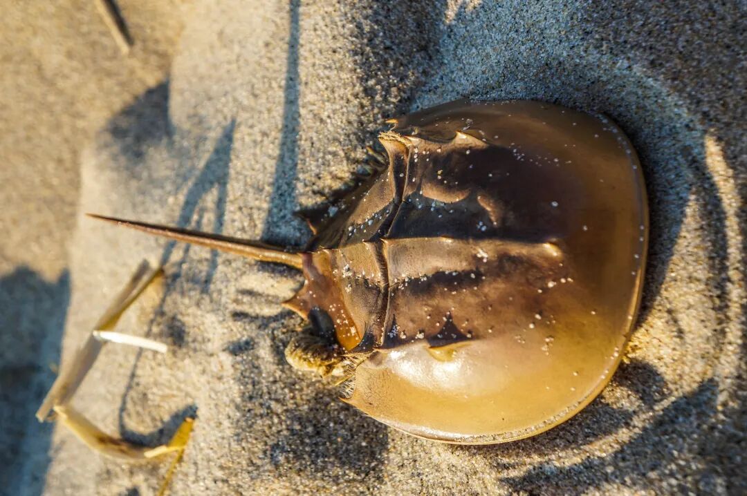 關于更改內毒素測試方法或鱟試劑供應商的生物制劑許可申請指南