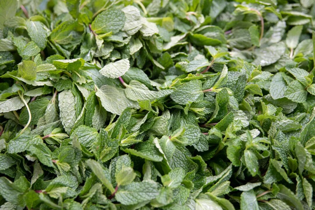 薄荷怎么就不算菜了呢?
