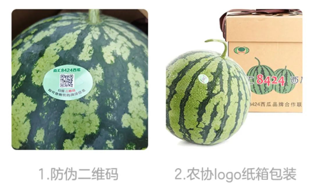 8424西瓜属于什么档次