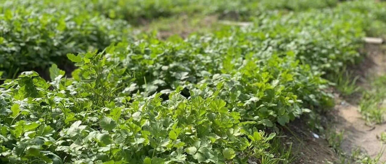 芫荽这种“配菜”，你喜欢吗？