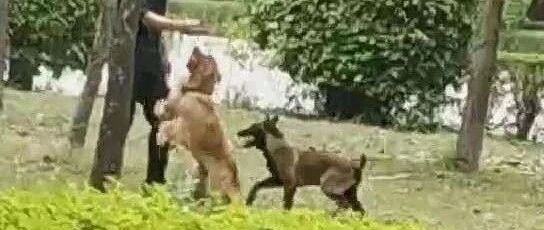 养犬需规范  文明保安全