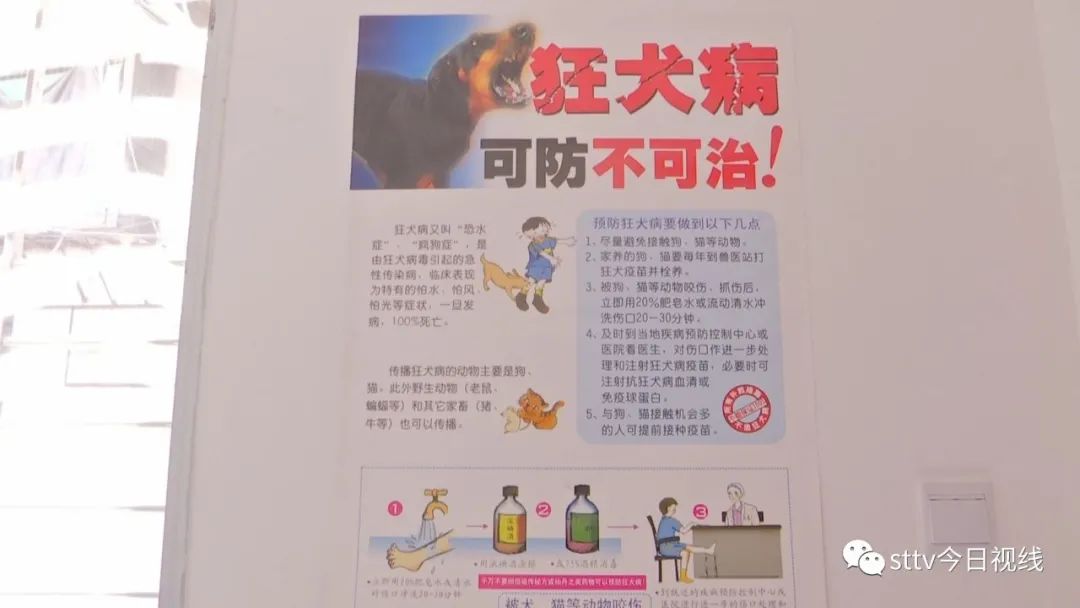 天氣燥熱   犬傷門診病人增多 寵物 第5張