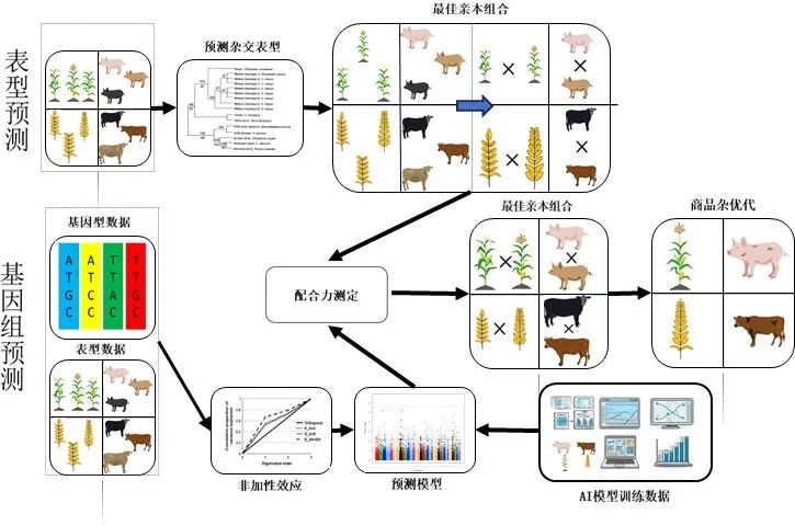 综述 | 杂种优势形成机制和预测方法及其在猪生产中的应用与展望