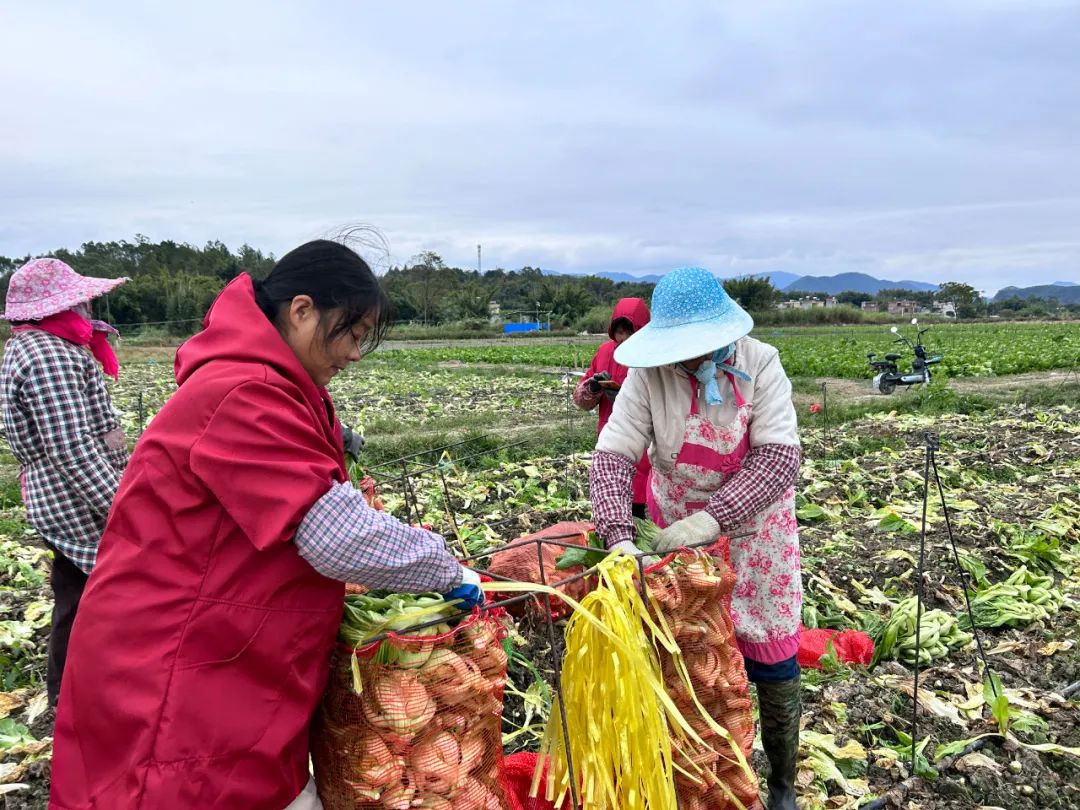 12月19日,記者來到位於龍江鎮良塘村的龍門縣良塘眾禾農業專業合作社