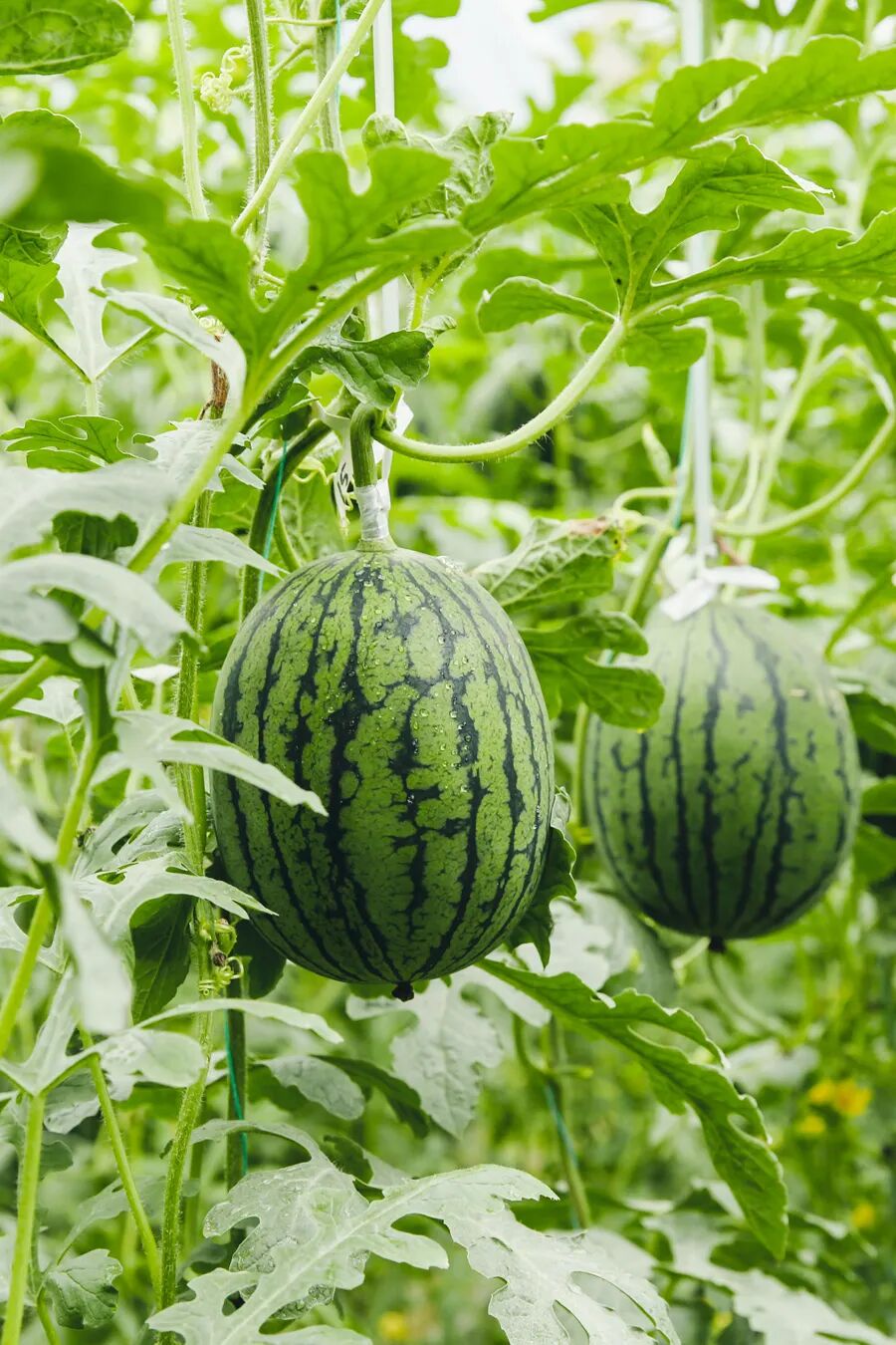 这就是郭牌西瓜的"吊种模式".