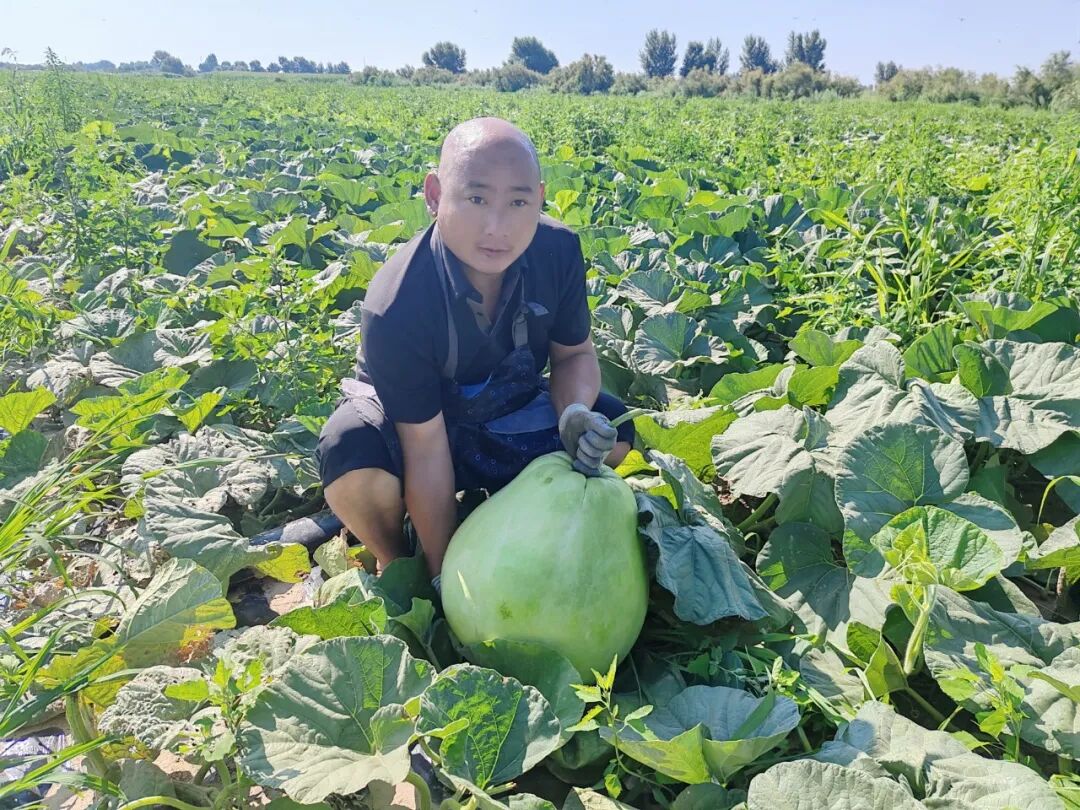 肉葫芦基地负责人满志超查看葫芦长势（刘昭磊摄）.jpg