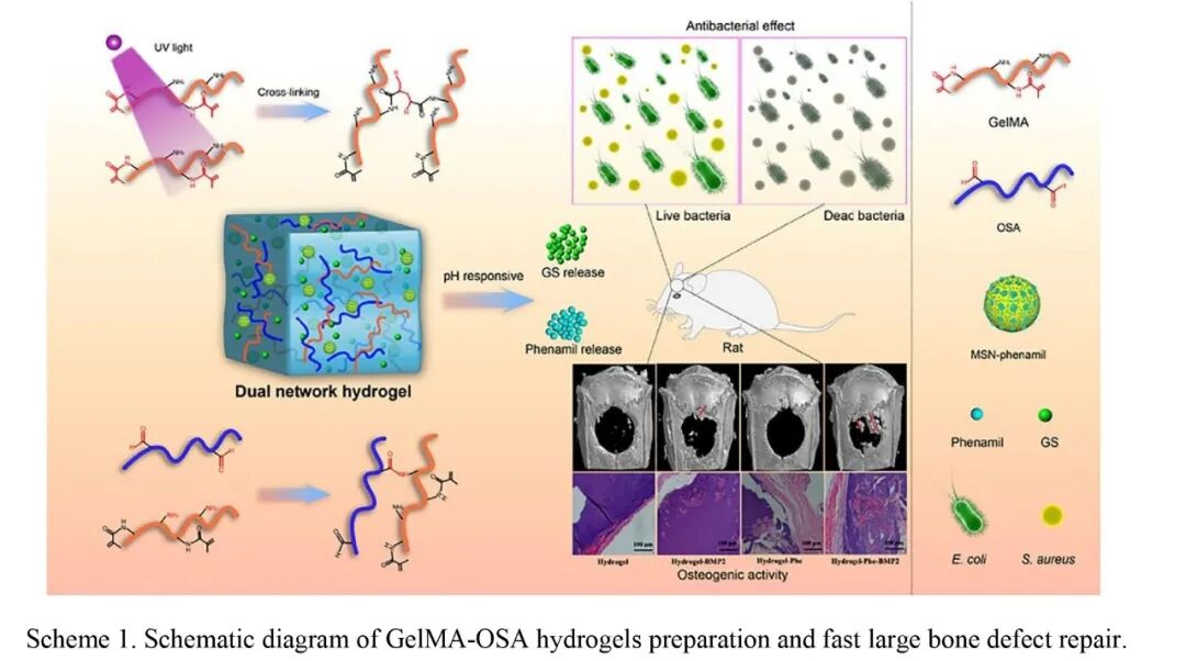 抗菌水凝胶怎么操作抗菌双网络水凝胶长期诱导内源性BMP生长因子快速修复大骨缺损_https://www.jmylbn.com_新闻资讯_第1张