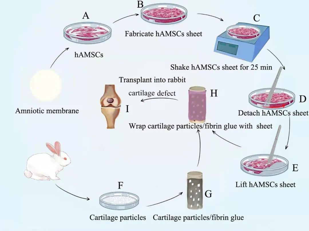 人羊膜间充质干细胞片封装软骨颗粒促进兔骨软骨缺损的修复 ml速递 微信公众号文章阅读 Wemp