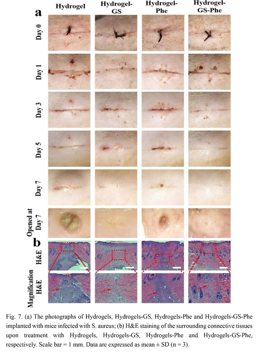 抗菌水凝胶怎么操作抗菌双网络水凝胶长期诱导内源性BMP生长因子快速修复大骨缺损_https://www.jmylbn.com_新闻资讯_第8张