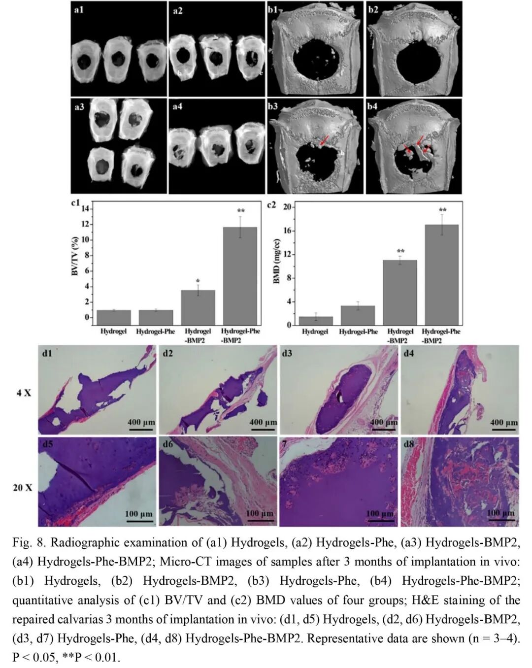 抗菌水凝胶怎么操作抗菌双网络水凝胶长期诱导内源性BMP生长因子快速修复大骨缺损_https://www.jmylbn.com_新闻资讯_第9张