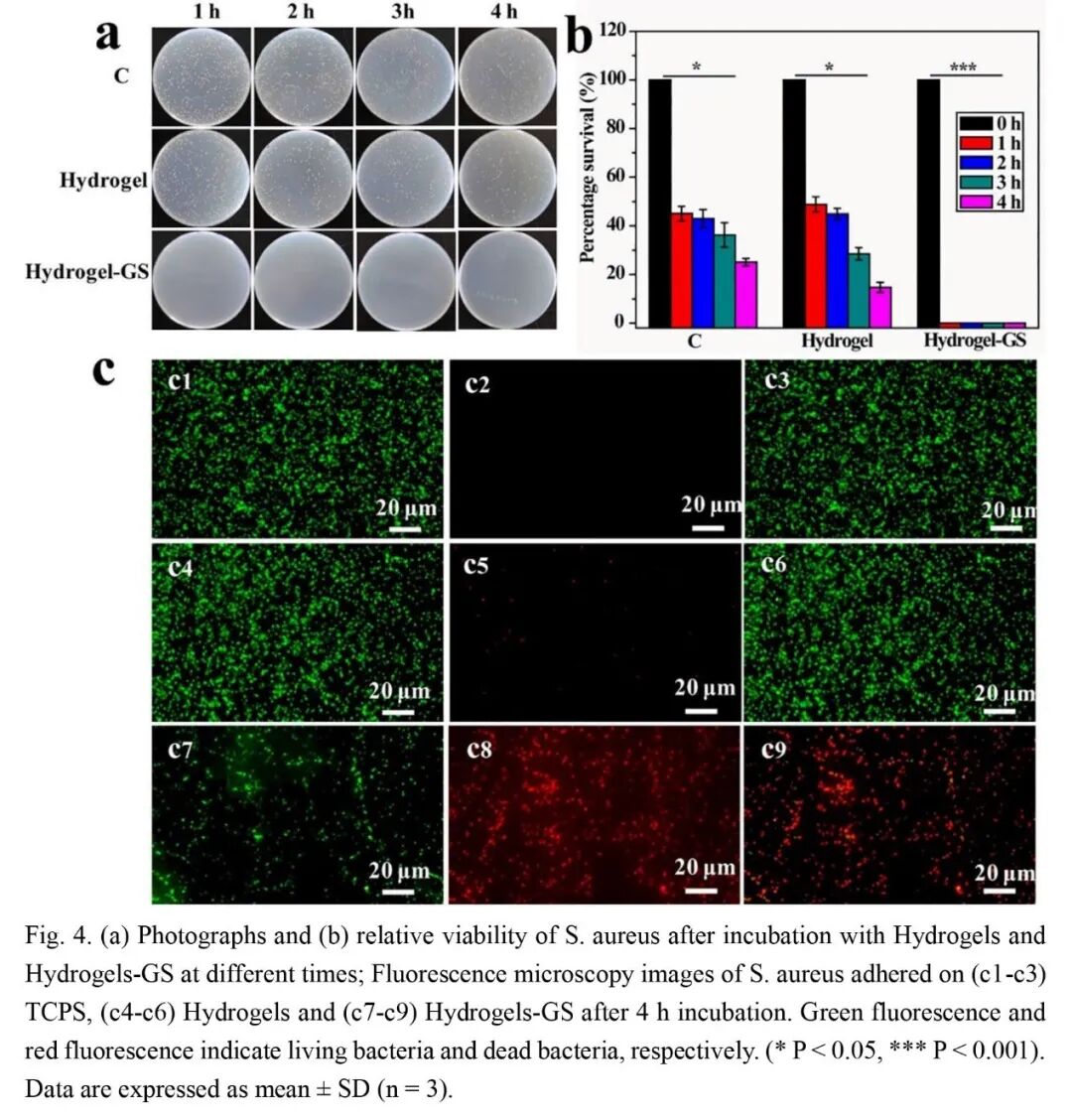 抗菌水凝胶怎么操作抗菌双网络水凝胶长期诱导内源性BMP生长因子快速修复大骨缺损_https://www.jmylbn.com_新闻资讯_第5张