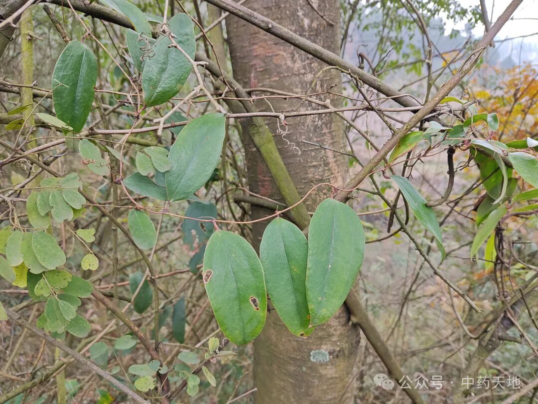 「中药图片」土茯苓