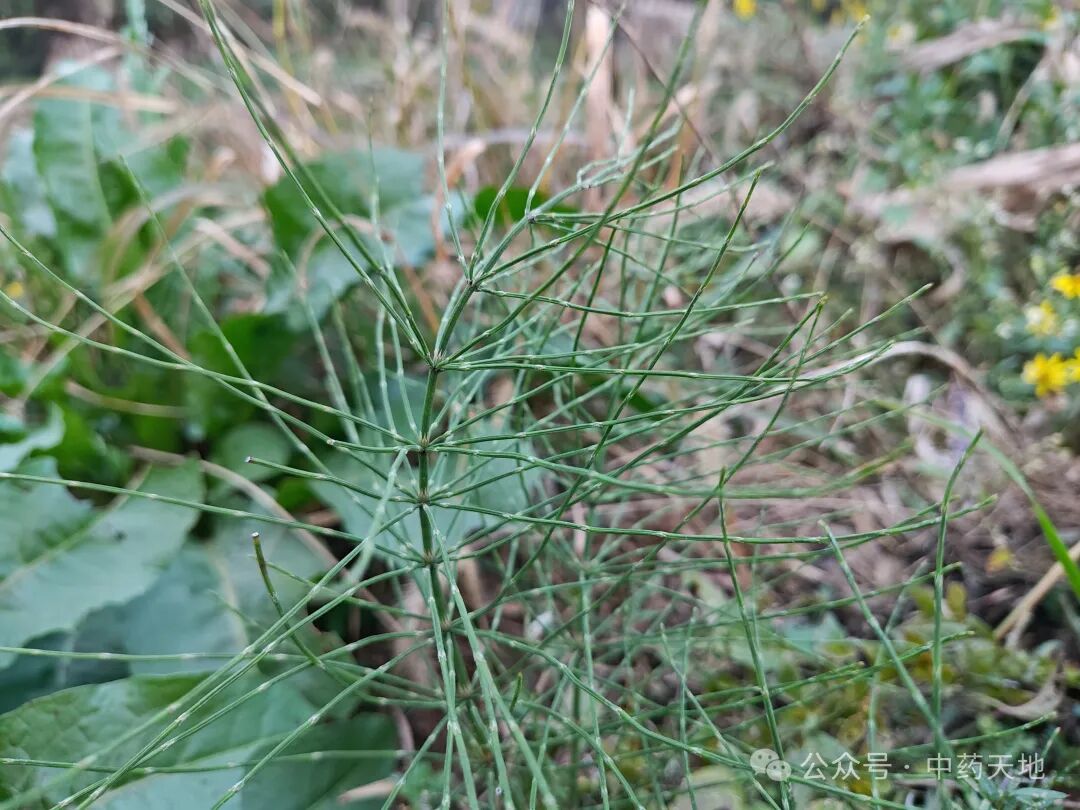 「中药图片」问荆