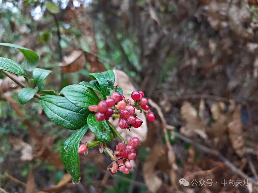 「中药图片」山五味子
