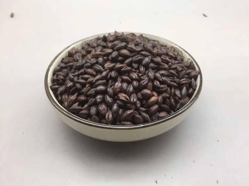 消食药——麦芽