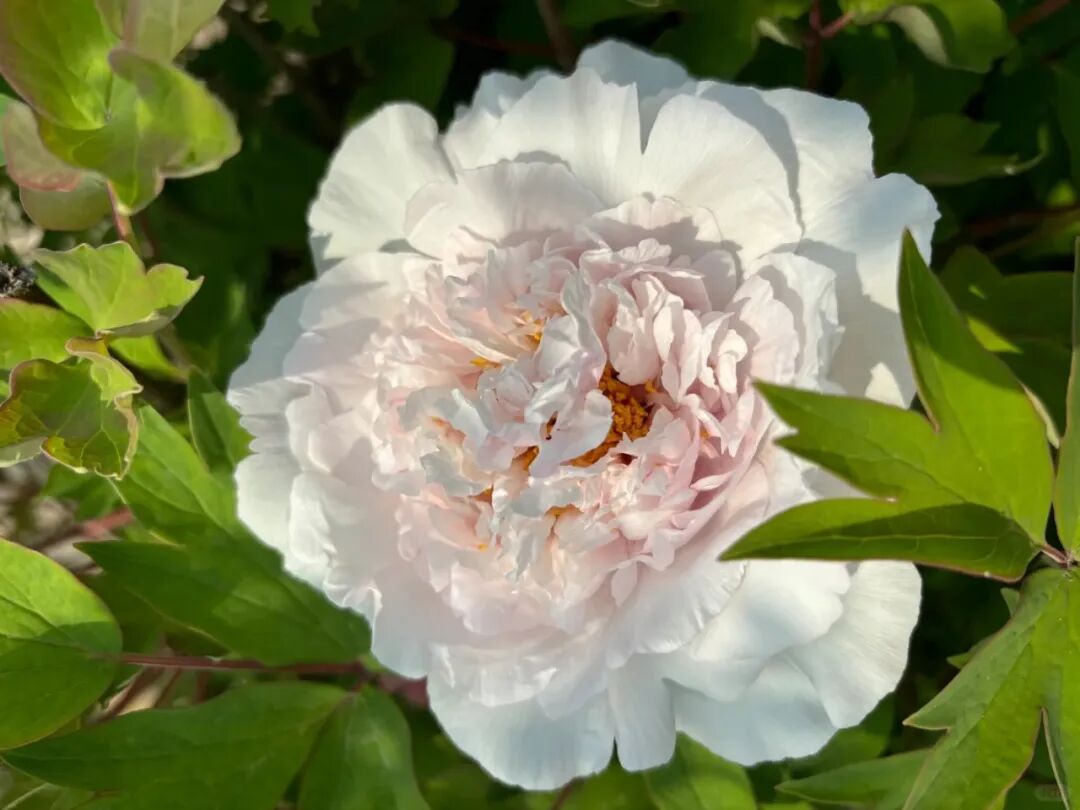 暮春花事,牡丹倾城!聊城有片"牡丹海"等你来打卡!