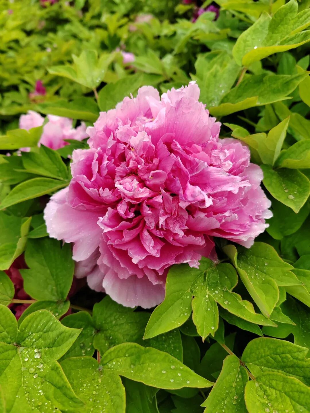 "牡丹,花中之王,国色天香,以其华丽典雅的风采,赢得了无数人的喜爱与