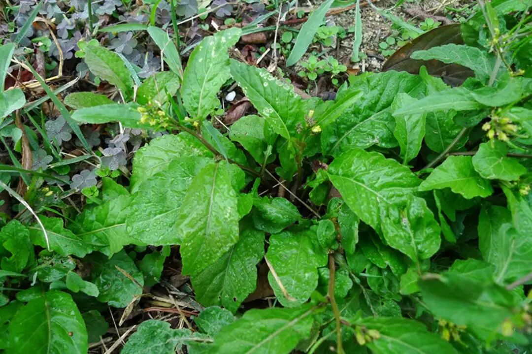 清肺菜排行榜榜首“清肺王”：蔊菜（塘葛菜），形似荠菜，民间常采食