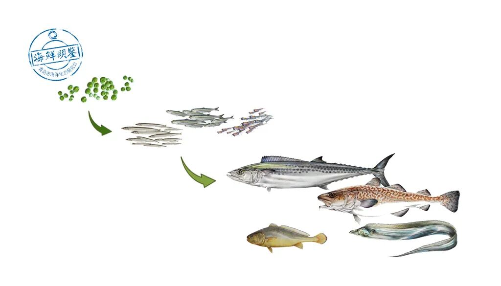 这种长寿鱼吃了怕是要折寿