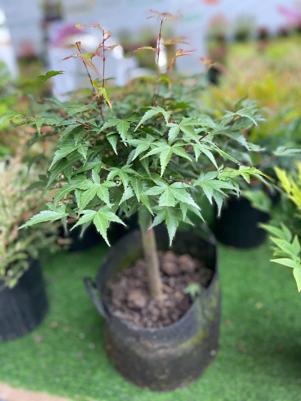 [一文看懂]五角枫/元宝枫/三角枫辨别与景观应用终极指南!