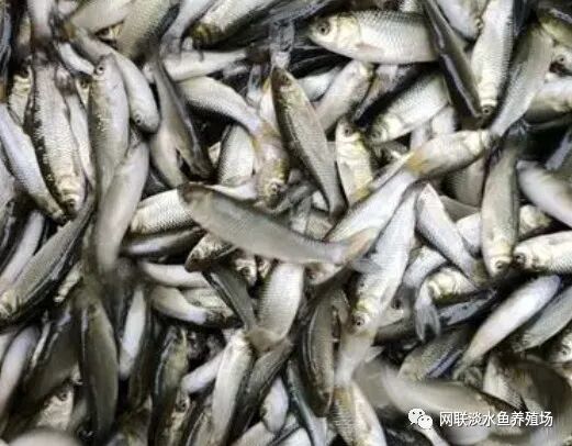 三文鱼淡水鱼还是海鱼_淡水鱼三文鱼海鱼是淡水鱼吗_三文鱼是海鱼还是淡水鱼