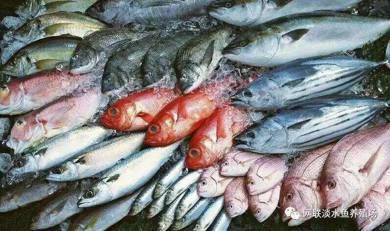 三文鱼淡水鱼还是海鱼_淡水鱼三文鱼海鱼是淡水鱼吗_三文鱼是海鱼还是淡水鱼