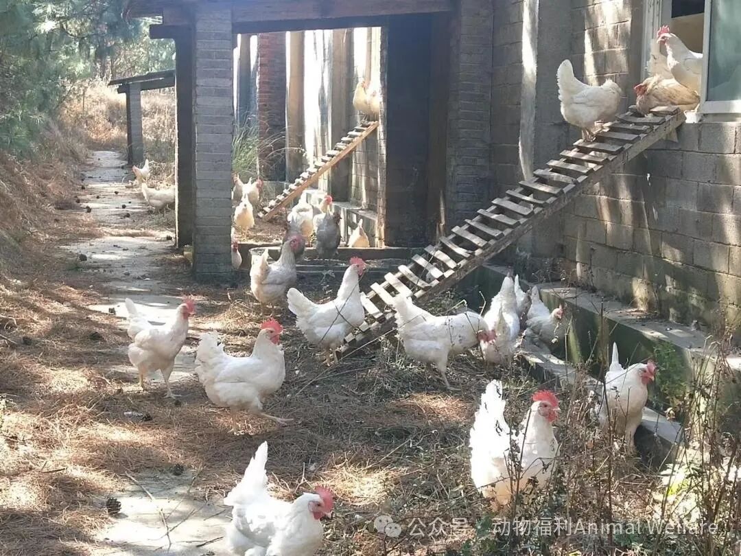 新证书发布昭通永曦笼养改造非笼养成功扩大认证规模