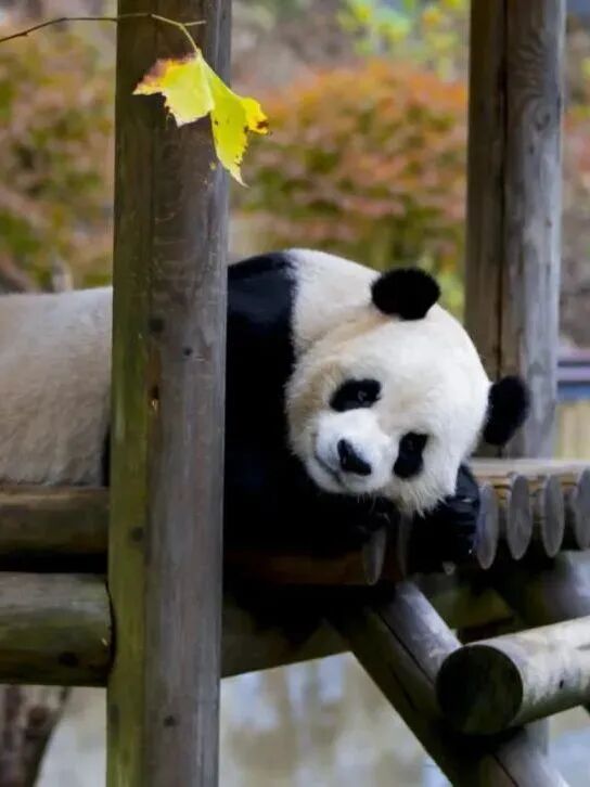 四川广安：广安首个春假！快跟着小编这样打卡——华蓥篇(图13)