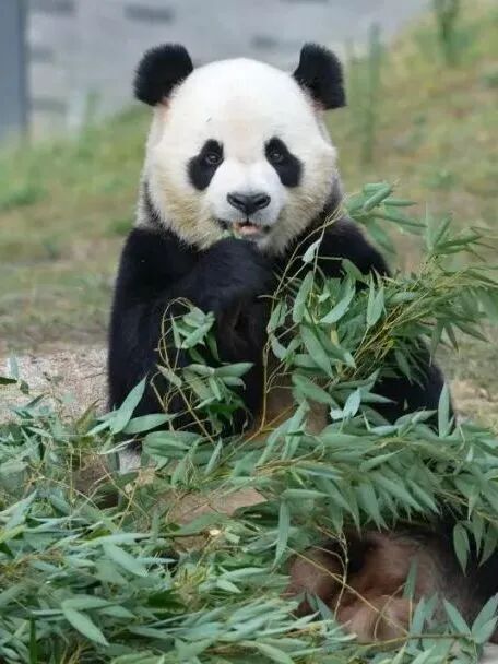 四川广安：广安首个春假！快跟着小编这样打卡——华蓥篇(图12)